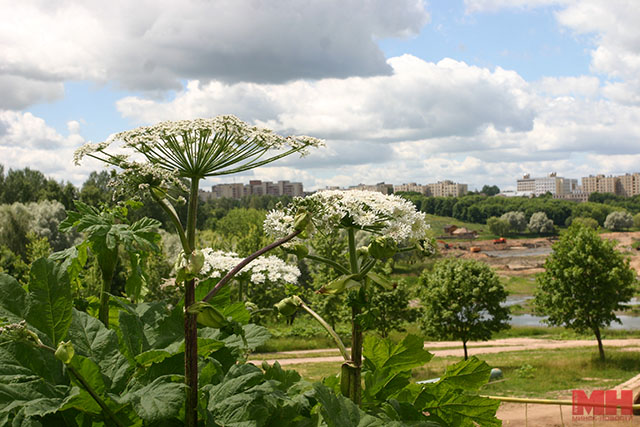 О борщевике Сосновского