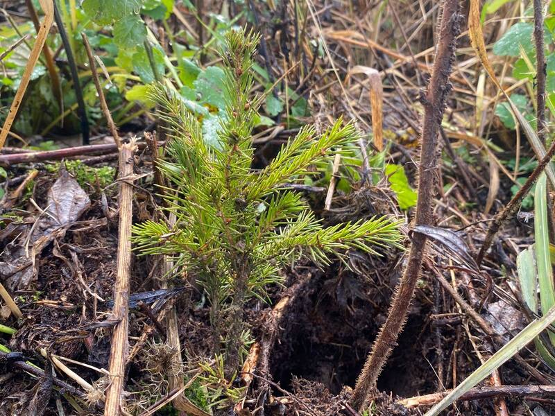 Дубровно. Посадка леса