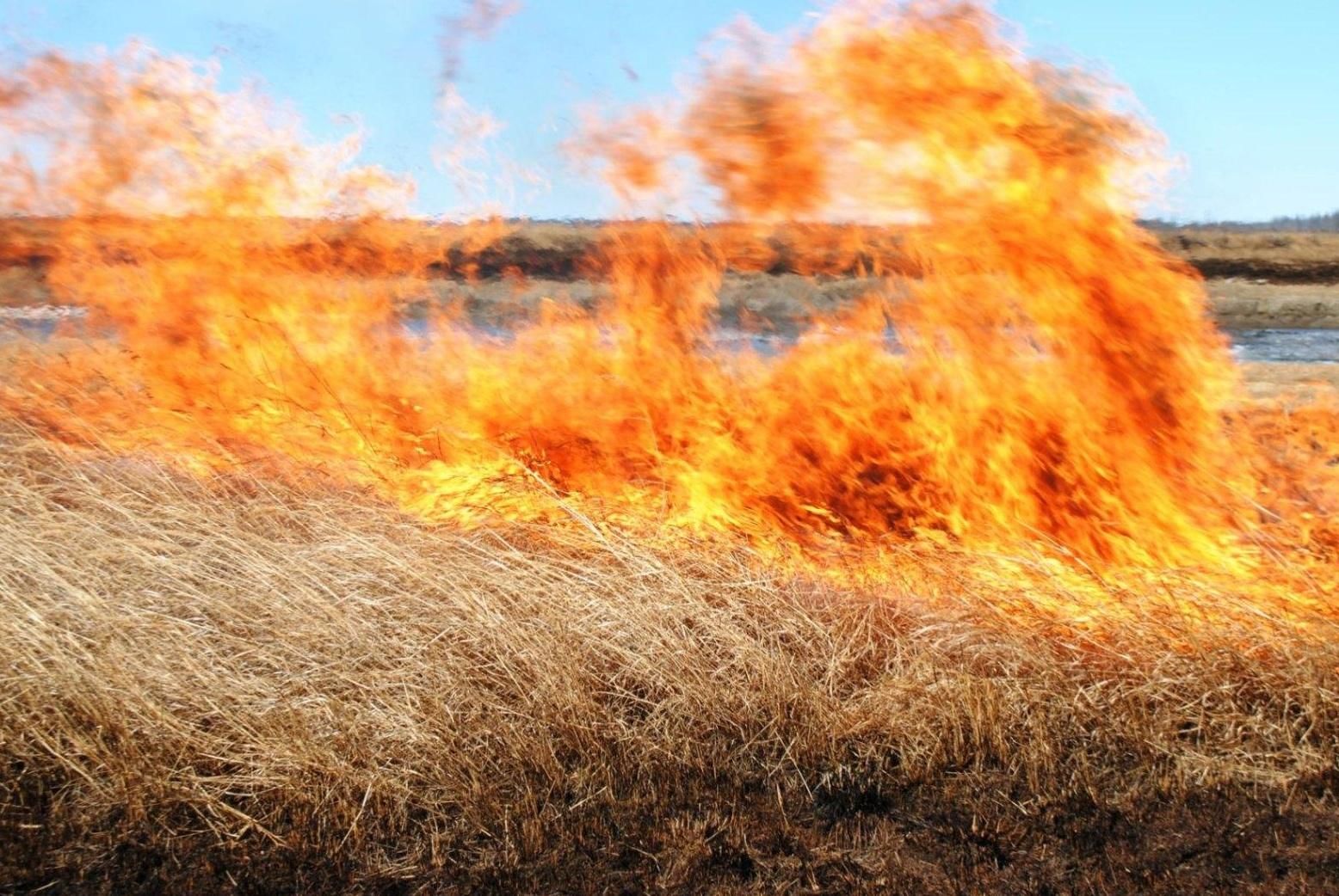 Недопущение выжигания сухой растительности