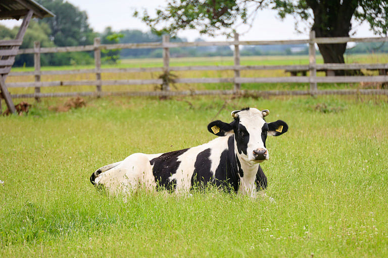 Борьба с падежом скота