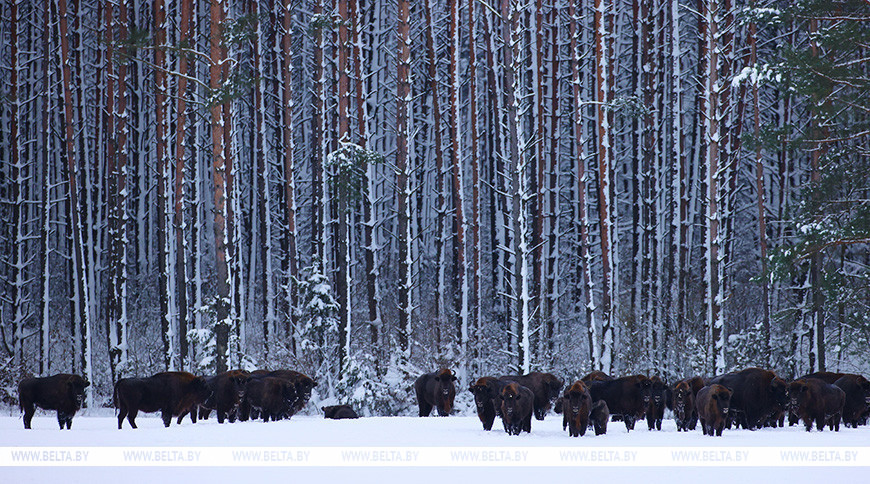 Belovezhskaya Pushcha begins winter bison count
