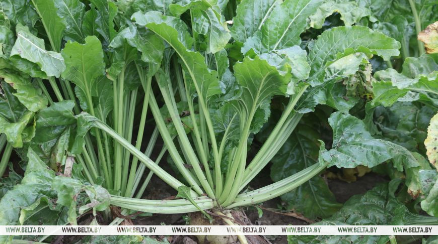 Больш як 20% плошчаў цукровых буракоў убрана ў Беларусі 