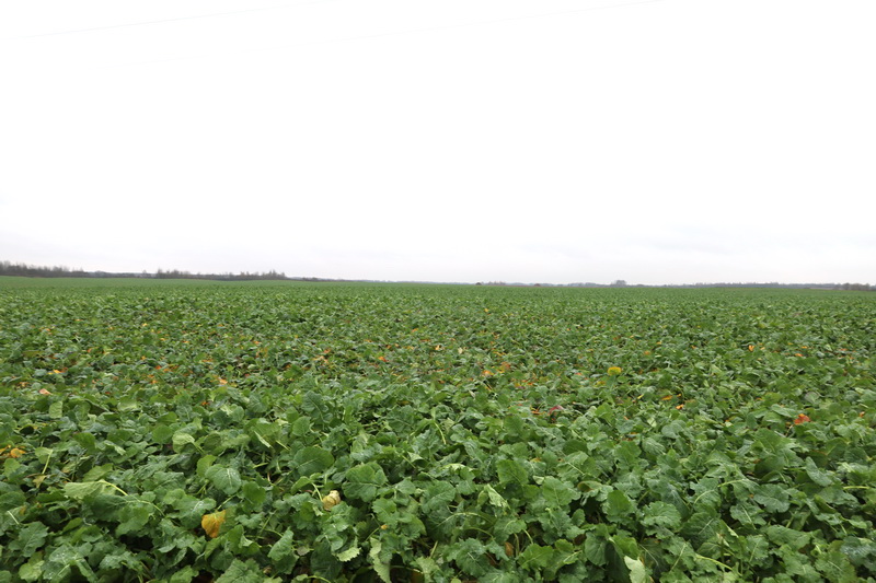 Озимые к зимовке готовы