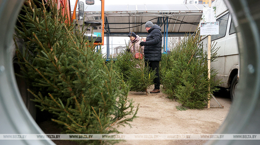 В Витебской области с 15 декабря начнут продавать живые ели