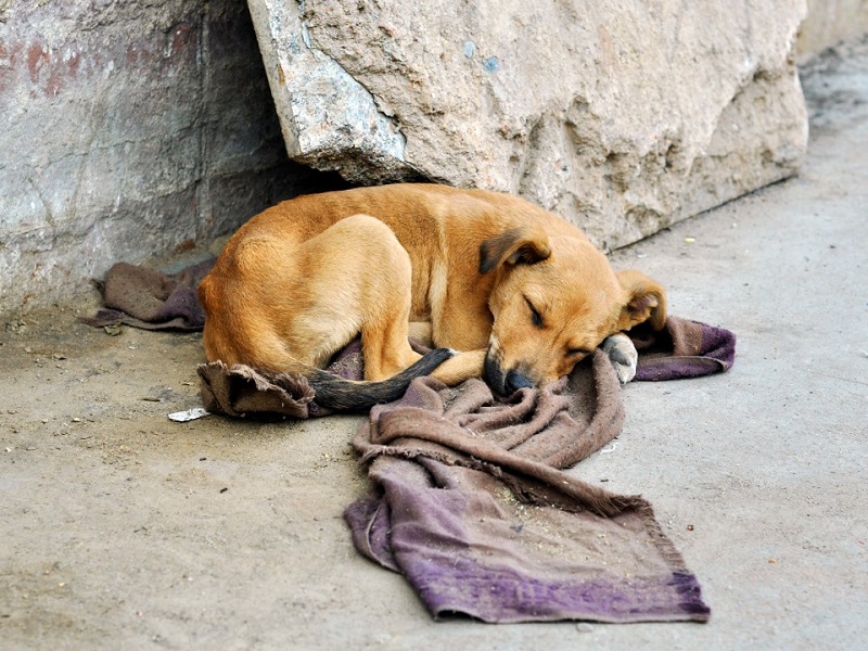 «Хвостатая» проблема