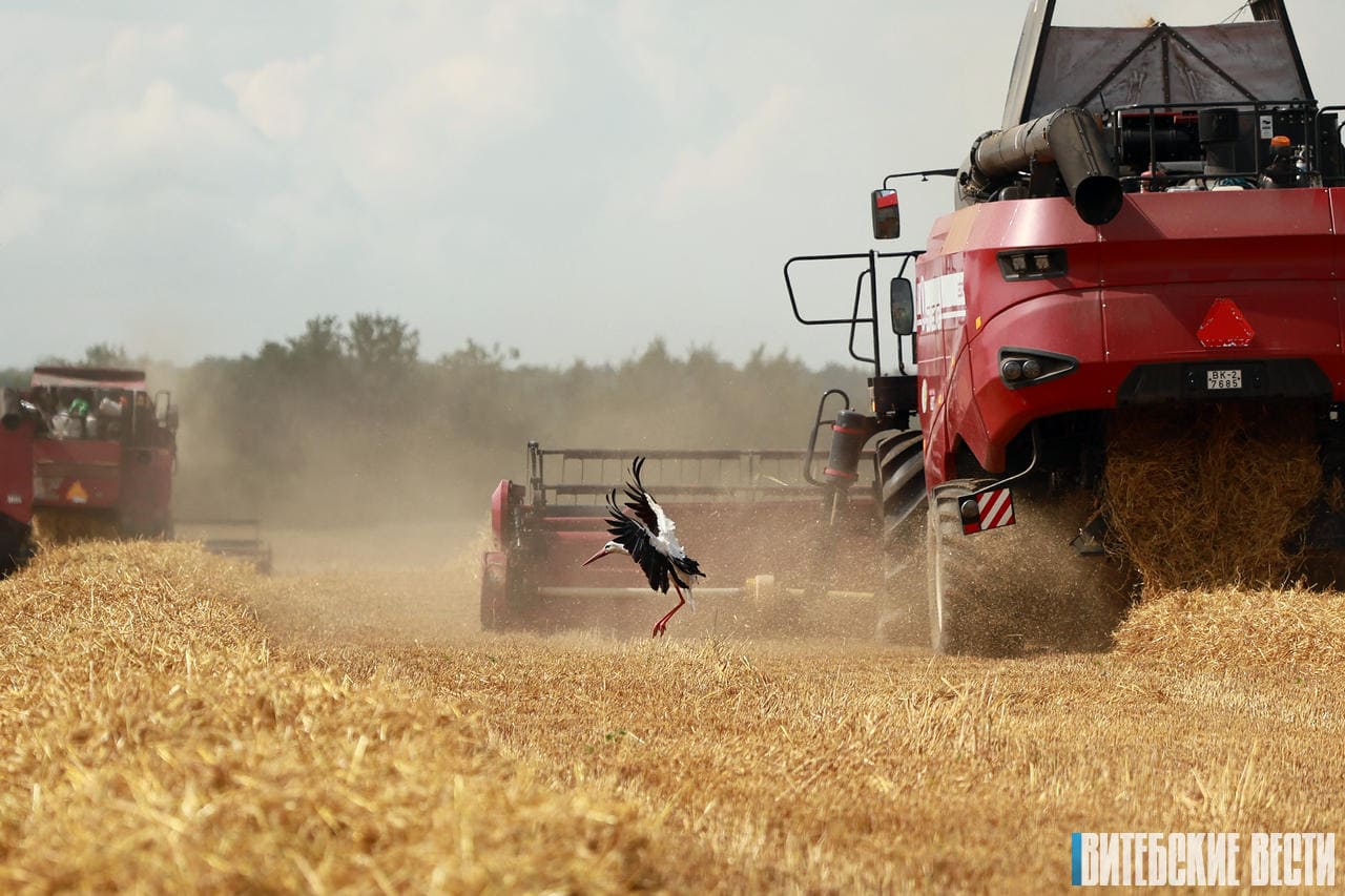 В Витебской области намолочено 838 тыс. тонн зерна