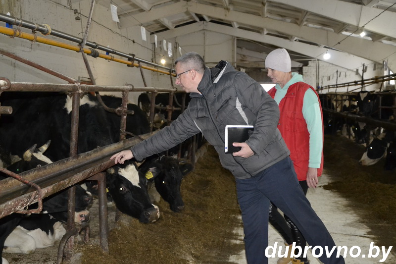 На Дубрвенщине проведен мониторинг соблюдения законодательства об охране труда на молочно-товарных объектах