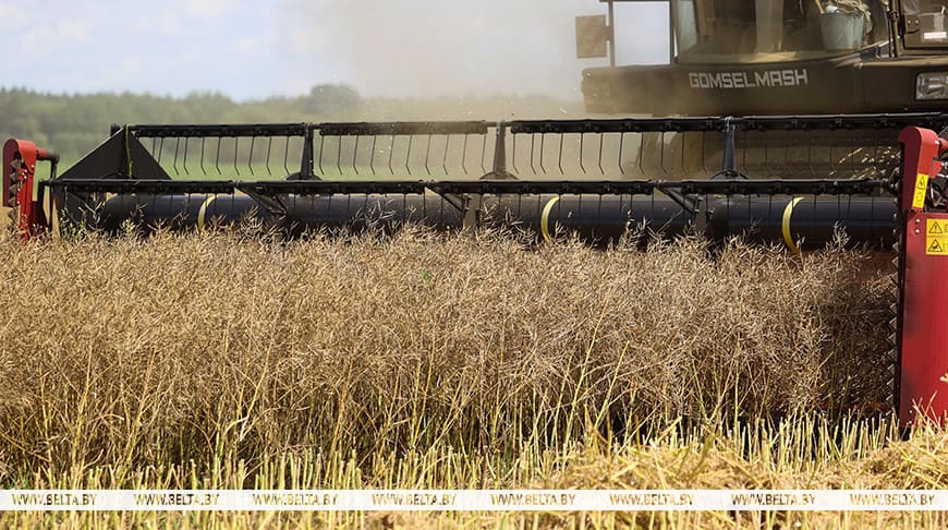 В Беларуси началась уборка озимого рапса