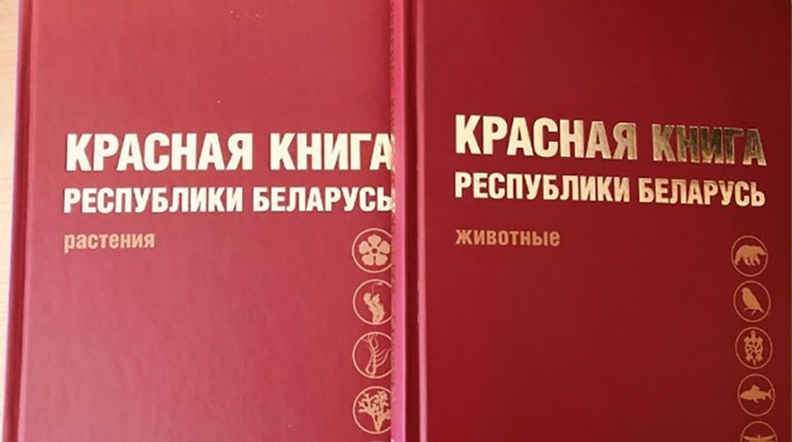 Места произрастания краснокнижных растений в Дубровенском районе переданы под охрану