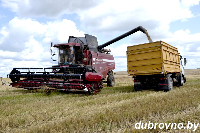 Жатва на Дубровенщине продолжается до позднего вечера