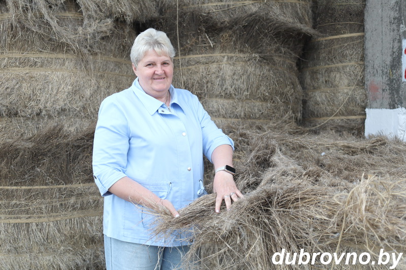 Под шохами Дубровенского льнозавода расселяется новый урожай