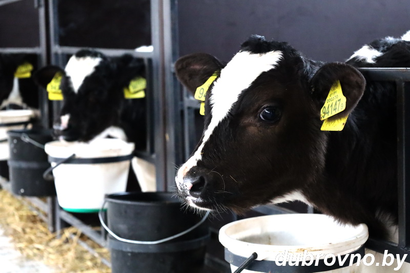 На сельхозпредприятиях Дубровенщины отмечен рост поголовья крупного рогатого скота