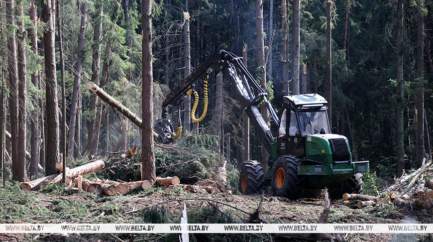 "Что не ураган, то проблема". Лукашенко требует переработать весь бурелом в маржинальный продукт
