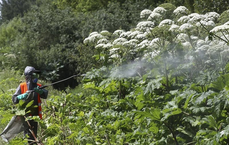На Дубровенщине ведется борьба с борщевиком Сосновского