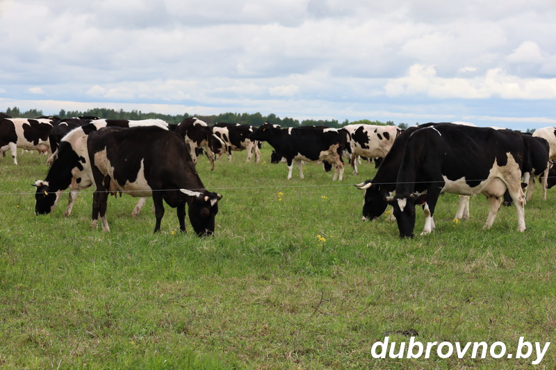 Повышение надоев — задача номер один