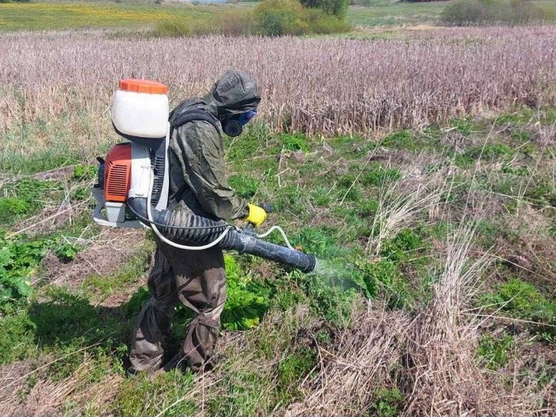 На Дубровенщине ведется уничтожение борщевика Сосновского