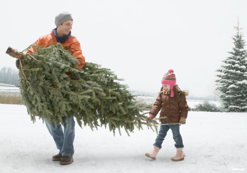 На Дубровенщине начали работу елочные базары