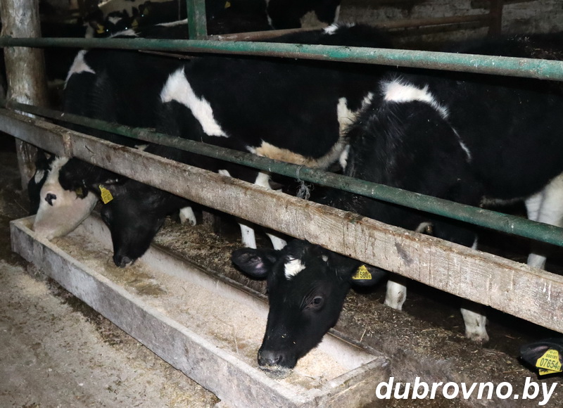 В сельхозпредприятиях Дубровенщины к холодам готовы